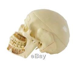 Human Dental Study Skull Model Teeth Medical Dental Study Anatomy