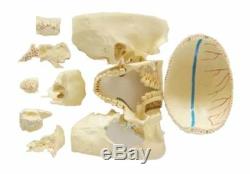 Human Dental Study Skull Model Teeth Medical Dental Study Anatomy