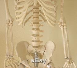 Life-size human skeleton anatomical model 5'7 medical dental student teaching