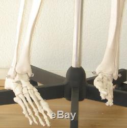 Life-size human skeleton anatomical model 5'7 medical dental student teaching