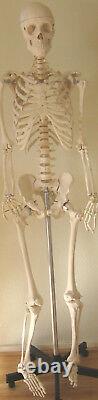 Modèle Anatomique Du Squelette Humain Grandeur Nature 5'7 Enseignement D'étudiant En Médecine Dentaire