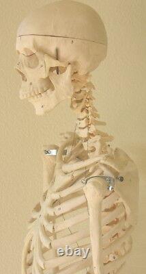 Modèle Anatomique Du Squelette Humain Grandeur Nature 5'7 Enseignement D'étudiant En Médecine Dentaire