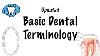 Terminologie Dentaire De Base Mise À Jour